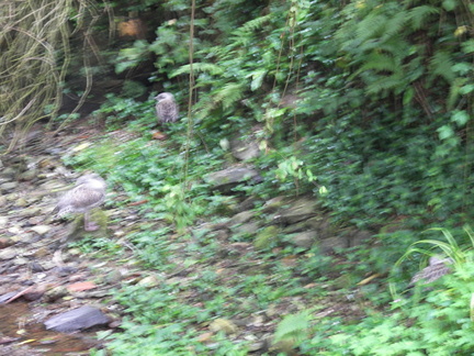 Camino Santiago 2008 155