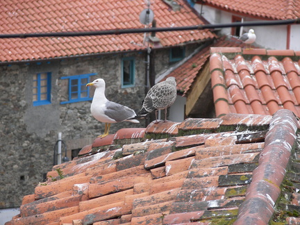Camino Santiago 2008 158