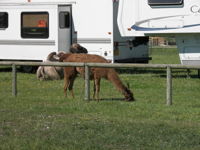 Camino Santiago 2008 249
