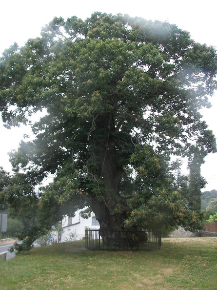 Camino Santiago 2008 349