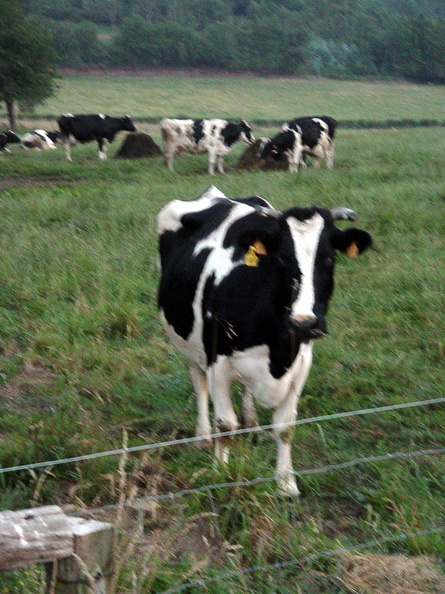 Camino Ingles 115 exposure