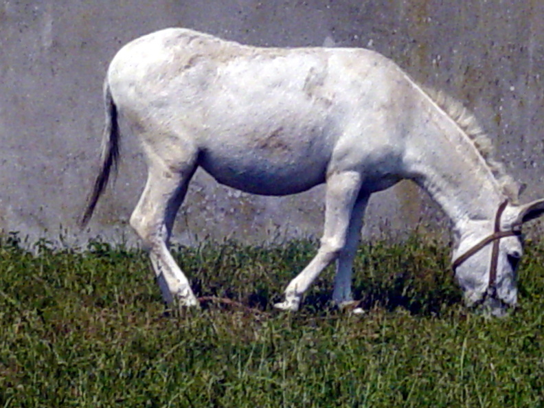 Camino Ingles 133 exposure